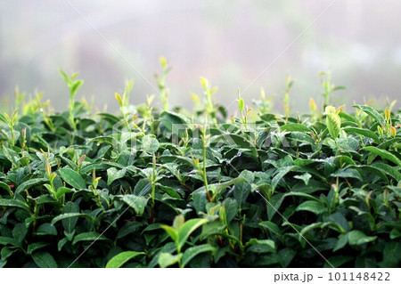 台湾　阿里山の茶畑 101148422