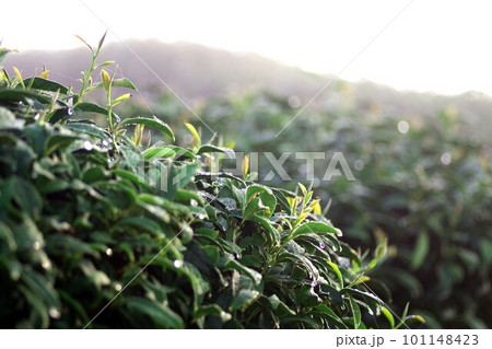台湾　阿里山の茶畑 101148423