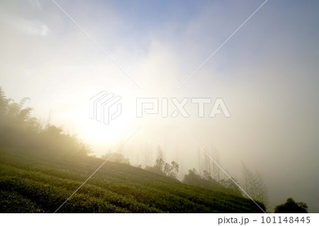 台湾　阿里山山脈と茶畑の風景　日の出 101148445