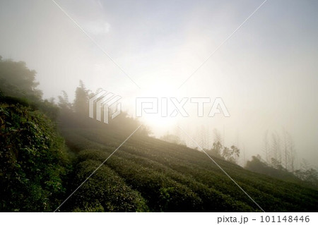台湾 阿里山山脈と茶畑の風景 日の出 台湾 阿里山山脈と茶畑の風景 日の出 101148446