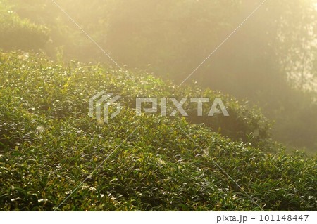 台湾　阿里山山脈と茶畑の風景　日の出 101148447