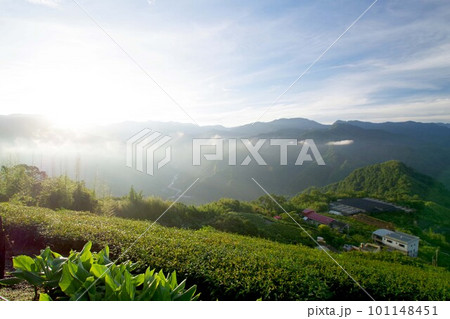 台湾　阿里山山脈と茶畑の風景　日の出 101148451