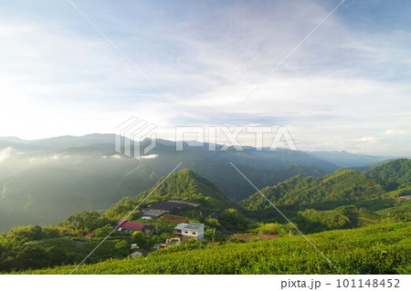 台湾　阿里山山脈と茶畑の風景　日の出 101148452