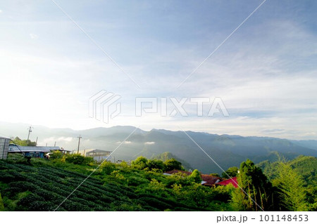 台湾　阿里山山脈と茶畑の風景　日の出 101148453
