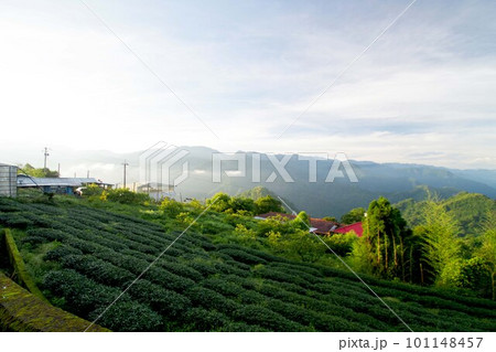 台湾　阿里山山脈と茶畑の風景　日の出 101148457