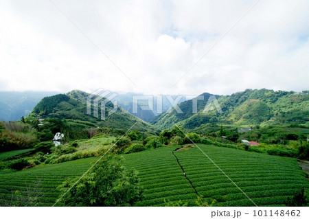台湾　阿里山山脈と茶畑の風景 101148462