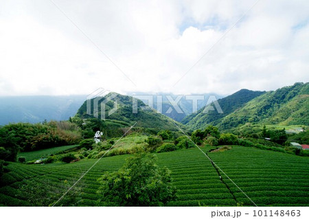 台湾 阿里山山脈と茶畑の風景 台湾 阿里山山脈と茶畑の風景 101148463