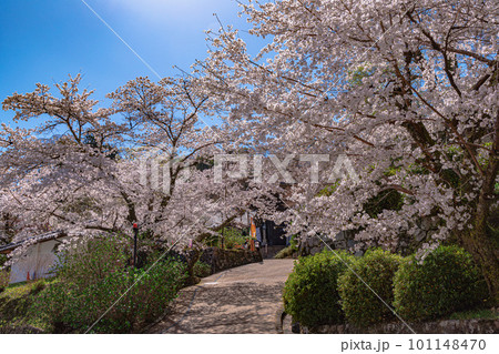2023年3月長谷寺の春　桜のトンネルが続く道 101148470