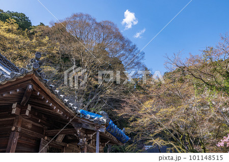 2023年3月長谷寺の春　お堂の奥でひと際目立つ高木 101148515
