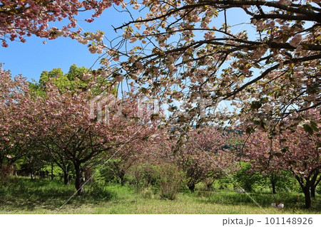 青空に映える満開の八重桜 いばらきフラワーパーク 青空に映える満開の八重桜 いばらきフラワーパーク 101148926