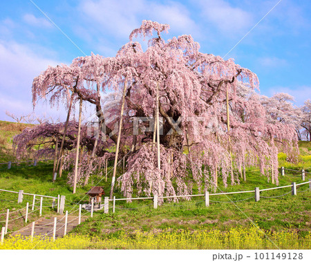 三春町　滝桜 101149128