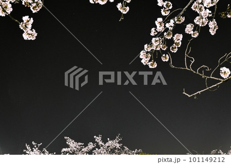 夜桜の向こうに見える北斗七星 101149212