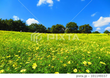 晴れ渡る秋の青い空と一面黄色と緑色のレモンブライトの花畑の丘の風景21 101149337