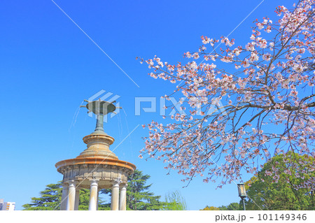 名古屋市、鶴舞公園噴水塔と桜の風景 名古屋市、鶴舞公園噴水塔と桜の風景 101149346