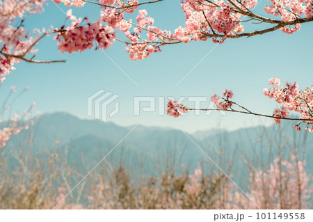 Cingjing Farm with spring cherry blossoms in Nantou county, Taiwan Cingjing Farm with spring cherry blossoms in Nantou county, Taiwan 101149558
