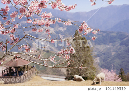 Cingjing Farm with spring cherry blossoms and sheep in Nantou county, Taiwan Cingjing Farm with spring cherry blossoms and sheep in Nantou county, Taiwan 101149559