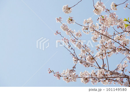 桜 101149580