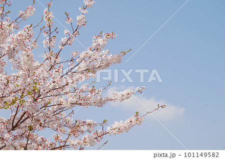 桜 101149582