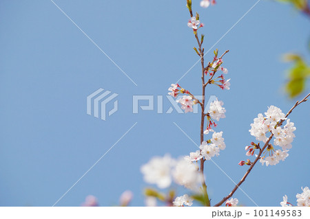 桜 桜 101149583