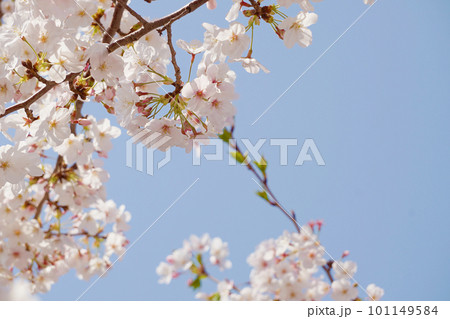 桜 桜 101149584
