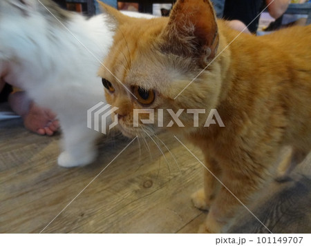 タイ・バンコク 猫カフェ タイ・バンコク 猫カフェ 101149707