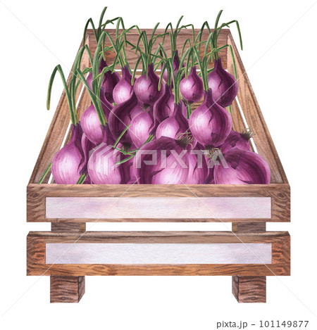 Onion in a wooden box watercolor illustration. Hand drawn on an isolated white background. Onion in a wooden box watercolor illustration. Hand drawn on an isolated white background. 101149877