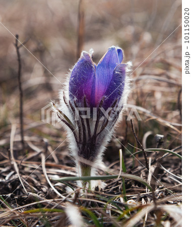 Pulsatilla halleri or pulsatilla taurica flowers in Crimea 101150020