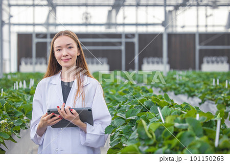 portrait scientist in large green house organic strawberry agriculture farm for plant research working woman. 101150263
