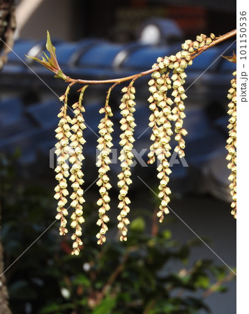 満開のキブシ(木五倍子)の花 満開のキブシ(木五倍子)の花 101150536