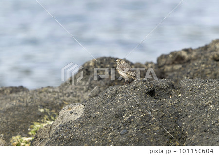 タヒバリ 101150604