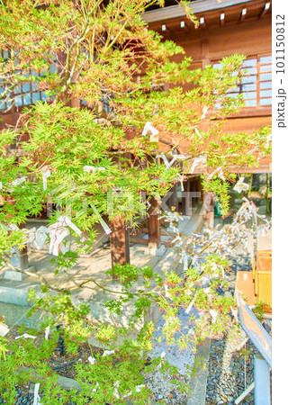 紅葉と水みくじ 紅葉と水みくじ 101150812