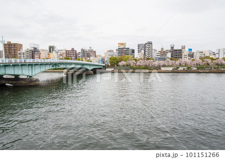 桜満開の隅田川にかかる橋 桜満開の隅田川にかかる橋 101151266