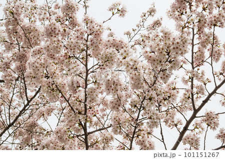 見上げる満開の桜 見上げる満開の桜 101151267