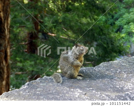 アメリカ_ヨセミテ国立公園73 アメリカ_ヨセミテ国立公園73 101151442