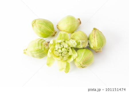 ふきのとう 101151474