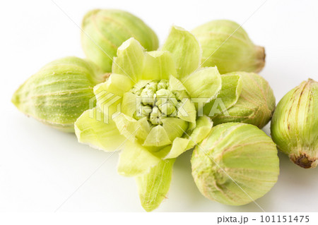 ふきのとう 101151475