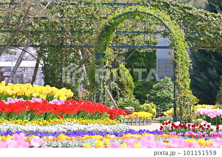 チューリップ咲く公園 チューリップ咲く公園 101151559