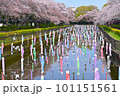 満開の桜と水面に泳ぐ鯉のぼり 101151561