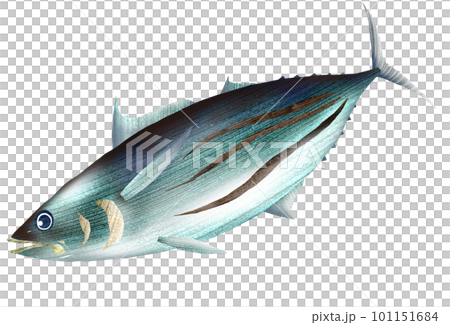 Delicious first bonito illustration in early summer 101151684