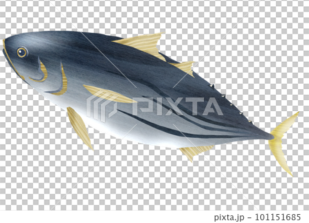 Illustration of bonito with delicious sashimi Illustration of bonito with delicious sashimi 101151685