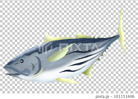 Illustration of a bonito swimming energetically 101151686