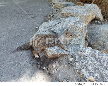 アメリカ_ヨセミテ国立公園140 101151827