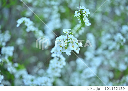 満開笑顔に見える雪柳 満開笑顔に見える雪柳 101152129