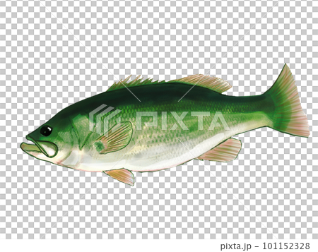 一輛公共汽車的水彩畫插圖 101152328