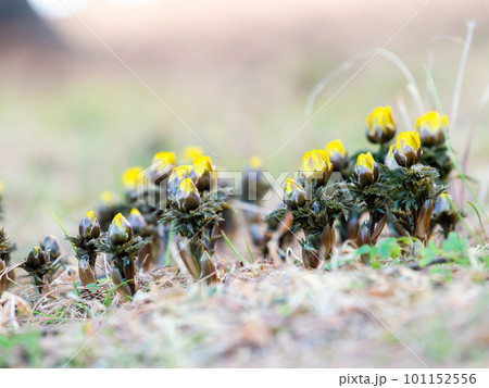 春の訪れ 早春に咲く可憐な福寿草 春の訪れ 早春に咲く可憐な福寿草 101152556