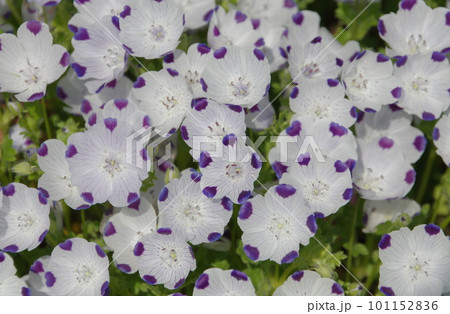 ネモフィラ・マクラータ 101152836