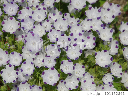 ネモフィラ・マクラータ ネモフィラ・マクラータ 101152841