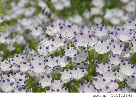 ネモフィラ・マクラータ ネモフィラ・マクラータ 101152843