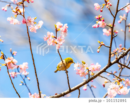 早春に咲き始めた河津桜の蜜を吸いに来たかわいいメジロ 早春に咲き始めた河津桜の蜜を吸いに来たかわいいメジロ 101152891