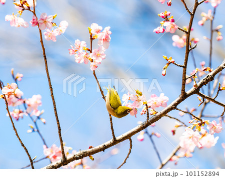 早春に咲き始めた河津桜の蜜を吸いに来たかわいいメジロ 早春に咲き始めた河津桜の蜜を吸いに来たかわいいメジロ 101152894